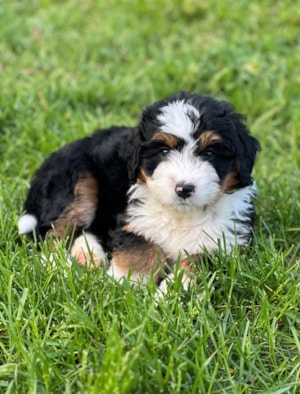 Image of Eaglewood's New Greeter